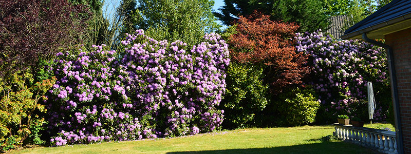 Bloemenhaag